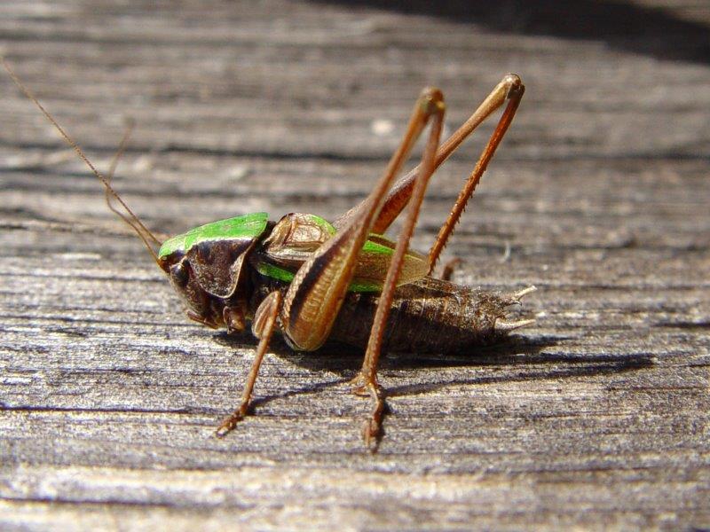 Kurzflügelige Beißschrecke M. (Metrioptera brachyptera)-L. Klasing