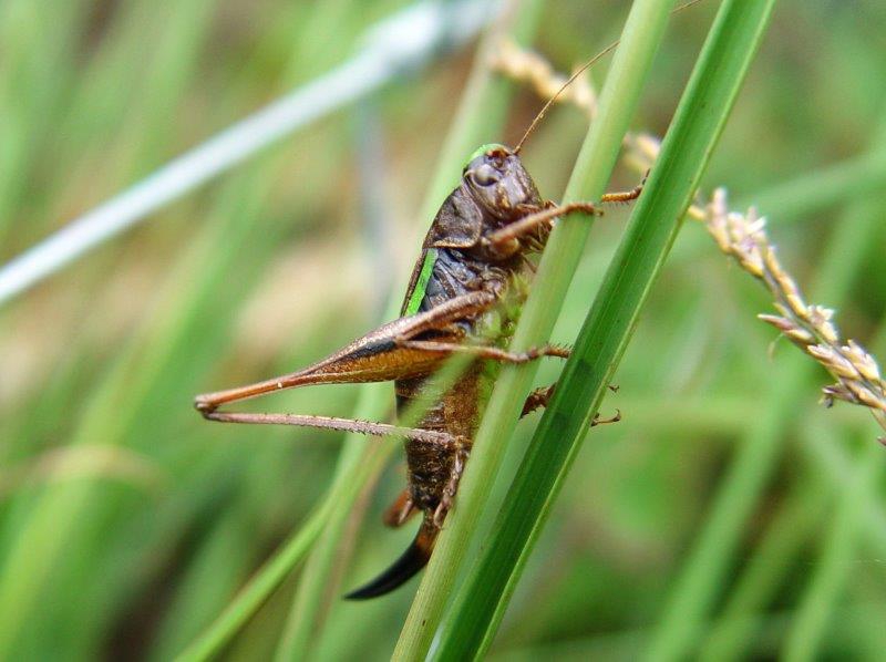 Kurzflügelige Beißschrecke W. (Metrioptera brachyptera)-L. Klasing