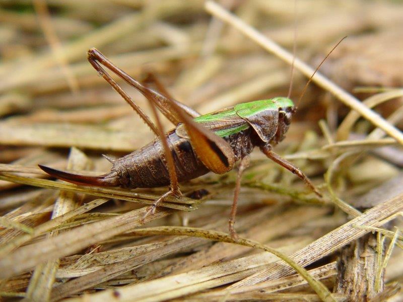 Kurzflügelige Beißschrecke W. (Metrioptera brachyptera)-L. Klasing