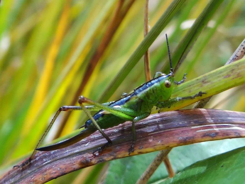 Kurzflügelige Beißschrecke W. (Metrioptera brachyptera)-L. Klasing