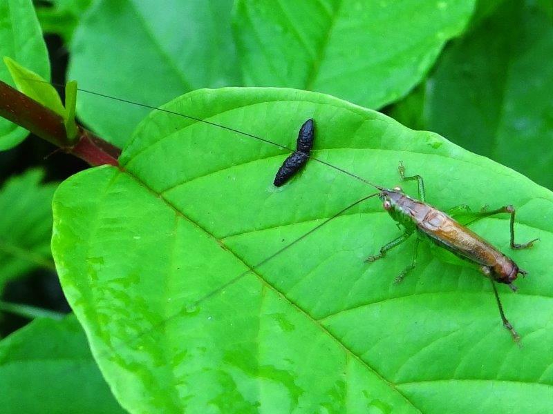 Kurzflügelige Schwertschrecke M. (Conocephalus dorsalis)-L. Klasing