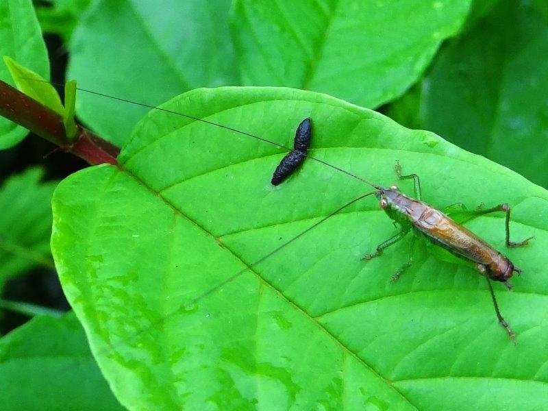 Kurzflügelige Schwertschrecke M. (Conocephalus dorsalis)-L. Klasing