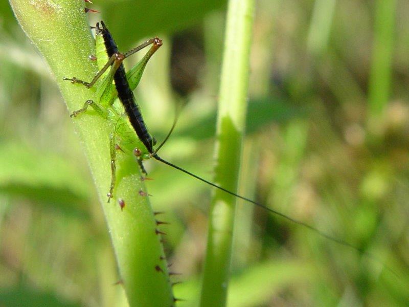 Kurzflügelige Schwertschrecke M. (Conocephalus dorsalis)-L. Klasing