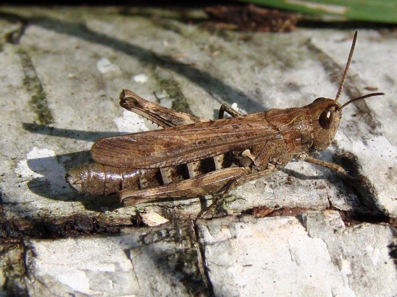 Grashüpfer (Corthippus sp.)-L. Klasing