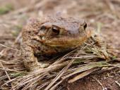 Erdkröte (Bufo bufo)-L. Klasing