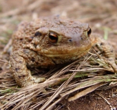 Erdkröte (Bufo bufo)-L. Klasing