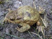 Erdkröte (Bufo bufo)-L. Klasing
