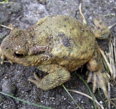 Erdkröte (Bufo bufo)-L. Klasing