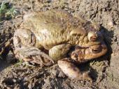 Erdkröte (Bufo bufo)-L. Klasing
