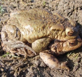 Erdkröte (Bufo bufo)-L. Klasing