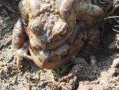 Erdkröte (Bufo bufo)-L. Klasing