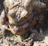 Erdkröte (Bufo bufo)-L. Klasing