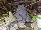 Erdkröte (Bufo bufo)-L. Klasing