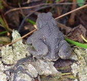 Erdkröte (Bufo bufo)-L. Klasing