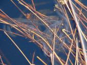 Eier der Erdkröte (Bufo bufo)-L. Klasing