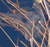 Eier der Erdkröte (Bufo bufo)-L. Klasing