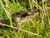 Grasfrosch (Rana temporaria)-L. Klasing