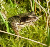 Grasfrosch (Rana temporaria)-L. Klasing