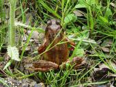 Grasfrosch (Rana temporaria)-L. Klasing