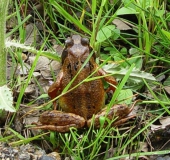 Grasfrosch (Rana temporaria)-L. Klasing