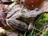 Grasfrosch (Rana temporaria)-L. Klasing