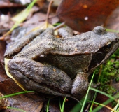 Grasfrosch (Rana temporaria)-L. Klasing