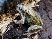 Grasfrosch (Rana temporaria)-L. Klasing