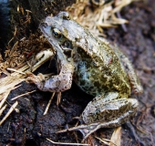 Grasfrosch (Rana temporaria)-L. Klasing