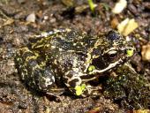 Grasfrosch (Rana temporaria)-L. Klasing