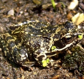 Grasfrosch (Rana temporaria)-L. Klasing