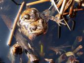 Grasfrosch (Rana temporaria)-L. Klasing