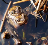 Grasfrosch (Rana temporaria)-L. Klasing