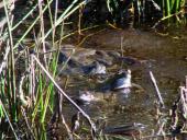 Grasfrosch (Rana temporaria)-L. Klasing