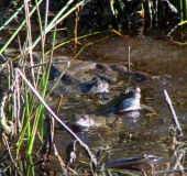 Grasfrosch (Rana temporaria)-L. Klasing