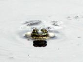 Teichfrosch (Rana esculenta)-L. Klasing