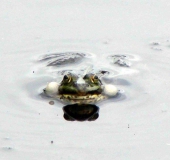 Teichfrosch (Rana esculenta)-L. Klasing