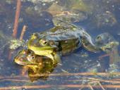 Teichfrosch (Rana esculenta)-L. Klasing