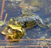 Teichfrosch (Rana esculenta)-L. Klasing