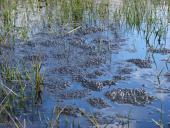 Froschlaich: Teichfrosch (Rana esculenta)-L. Klasing