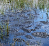 Froschlaich: Teichfrosch (Rana esculenta)-L. Klasing