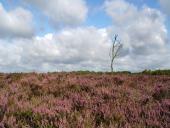 Besenheide (Calluna vulgaris)-L. Klasing