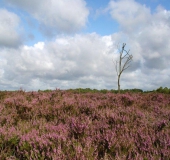 Besenheide (Calluna vulgaris)-L. Klasing