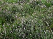 Glockenheide (Erica tetralix)-L. Klasing