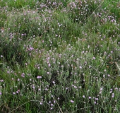 Glockenheide (Erica tetralix)-L. Klasing