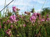 Glockenheide (Erica tetralix)-L. Klasing