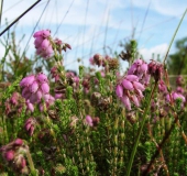 Glockenheide (Erica tetralix)-L. Klasing