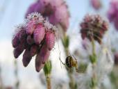 Glockenheide (Erica tetralix)-L. Klasing