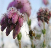 Glockenheide (Erica tetralix)-L. Klasing