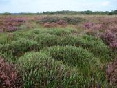 Rosmarinheide (Andromeda polifolia)-L. Klasing