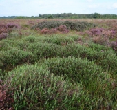 Rosmarinheide (Andromeda polifolia)-L. Klasing